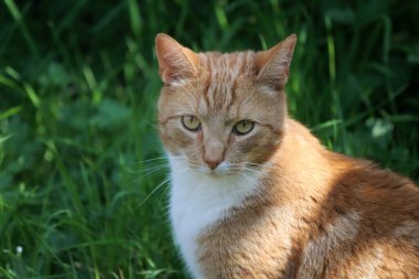 Bahçedeki kızıl kedi. Şirin, genç bir hayvanın yakın fotoğrafını çek. Arka planda yeşil çimen alanı. Hayvan bakımı konsepti. 