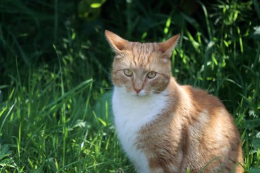 Bahçedeki kızıl kedi. Şirin, genç bir hayvanın yakın fotoğrafını çek. Arka planda yeşil çimen alanı. Hayvan bakımı konsepti. 