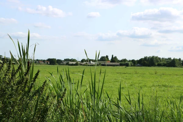 Grönt Fält Blå Molnig Himmel Sommarlandskap Nederländska Landsbygden Foto Jordbruksområdet — Stockfoto