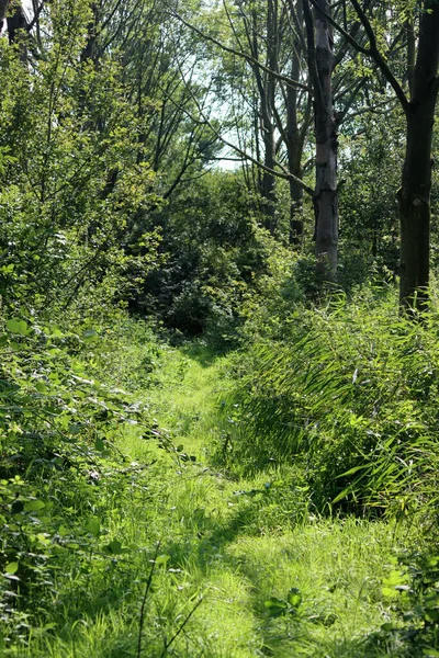 Parkta yeşil ağaçlar, güneşli bir gün fotoğrafı. Yeşil manzara fotoğrafı. Avrupa 'nın Doğası. 