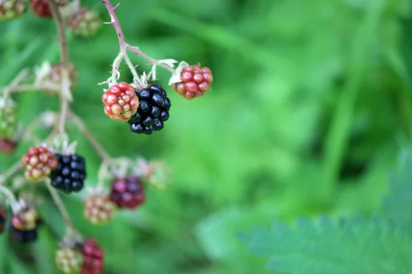 Divoké Ostružiny Uzavírají Fotku Makro Ostružinového Tvaru Bobule Keři Zelené — Stock fotografie