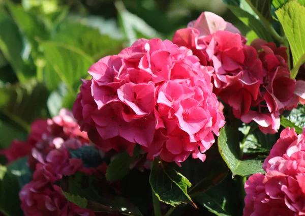 Big Hydrangea Květiny Zavřít Fotografii Krásné Květy Zahradních Rostlin — Stock fotografie