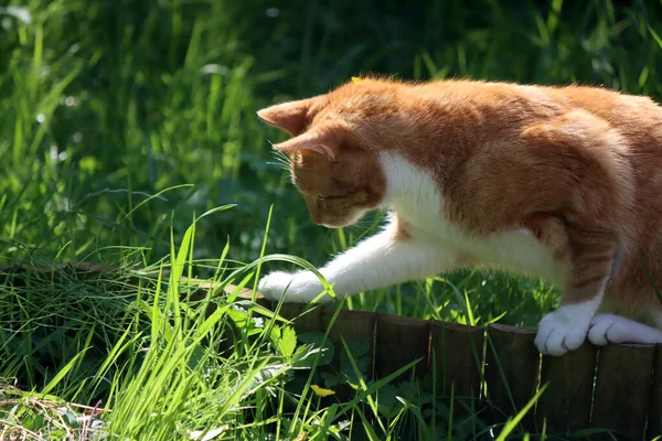 Ginger cat playing in the garden. Cat on green grass. Close up photo of young pet. Summer day in the garden.