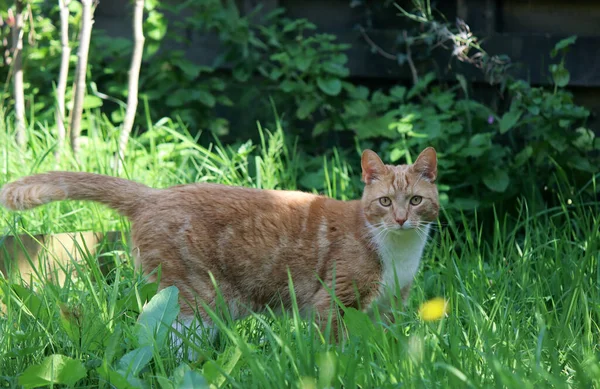 Ingwerkatze Beim Spielen Garten Katze Auf Grünem Gras Nahaufnahme Foto — Stockfoto