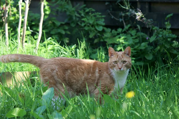 Ginger Cat Jugando Jardín Gato Sobre Hierba Verde Foto Cerca — Foto de Stock