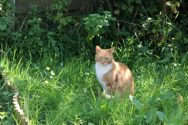 Ingwerkatze Beim Spielen Garten Katze Auf Grünem Gras Nahaufnahme Foto — Stockfoto