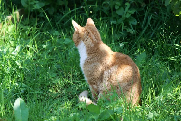 Gato Jengibre Jardín Cerca Foto Lindo Animal Joven Campo Hierba — Foto de Stock