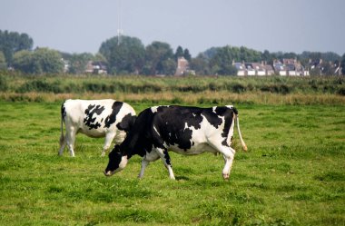 Bir tarlada iki inek. Sulu yeşil çimenler, ağaçlar, mavi gökyüzü. Hollanda 'nın kırsal manzarası. 