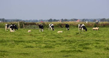 İnekler tarlada otlar. Fotokopi alanı olan yeşil çimen arka plan. Evcil hayvan fotoğrafı. Hollanda kırsal alanı. 