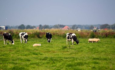 İnekler tarlada otlar. Fotokopi alanı olan yeşil çimen arka plan. Evcil hayvan fotoğrafı. Hollanda kırsal alanı. 