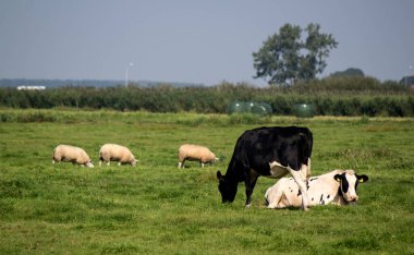 Bir tarlada iki inek. Sulu yeşil çimenler, ağaçlar, mavi gökyüzü. Hollanda 'nın kırsal manzarası. 