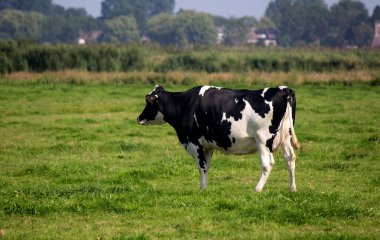 Yeşil çim tarlasında duran siyah ve beyaz inek. Güzel bir evcil hayvan fotoğrafı. Mandıra fotoğrafı. Kopyalama alanı olan yeşil arkaplan. 