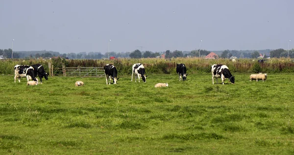 Vacas Pastam Num Campo Fundo Grama Verde Com Espaço Cópia — Fotografia de Stock
