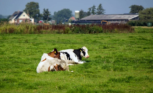 Vacas Pastam Num Campo Fundo Grama Verde Com Espaço Cópia — Fotografia de Stock