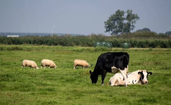 Duas Vacas Num Campo Grama Verde Suculenta Árvores Céu Azul — Fotografia de Stock