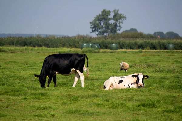 Vacas Pastam Num Campo Fundo Grama Verde Com Espaço Cópia — Fotografia de Stock