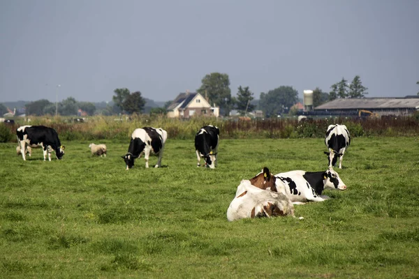 Vacas Pastam Num Campo Fundo Grama Verde Com Espaço Cópia — Fotografia de Stock
