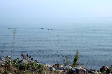 Kuzey denizi panoramik fotoğrafı. Sakin su, mavi gökyüzü. Hollanda 'nın Doğası. 