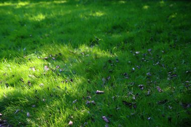 Yeşil çim tarlası. Sulu çimenler, yakın plan fotoğraf. Kopyalama alanı olan yeşil soyut arkaplan. 