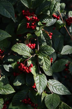 Yaban mersinli yaban mersini. Koyu yeşil yapraklar, kırmızı sulu böğürtlenler, yakın plan fotoğraf. Sonbahar bitkisi fotoğrafı. 