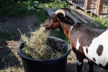 Kahverengi ve beyaz keçi kuru ot yiyor. Evcil hayvan fotoğrafı. Çiftlik hayatı. Güneşli bir gün fotoğrafı. 