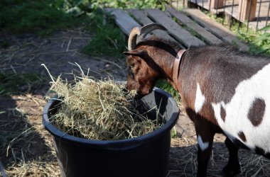 Kahverengi ve beyaz keçi kuru ot yiyor. Evcil hayvan fotoğrafı. Çiftlik hayatı. Güneşli bir gün fotoğrafı. 