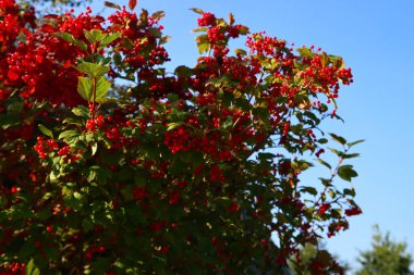 Çalılıkta kırmızı böğürtlen, mavi gökyüzü arkaplanı. Sonbaharın canlı renkleri. 