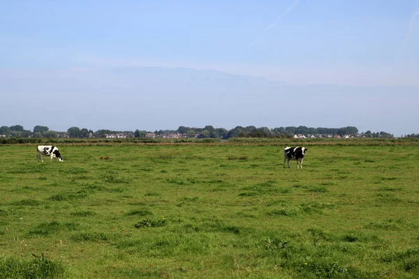 Vacas Pastam Num Campo Fundo Grama Verde Com Espaço Cópia — Fotografia de Stock