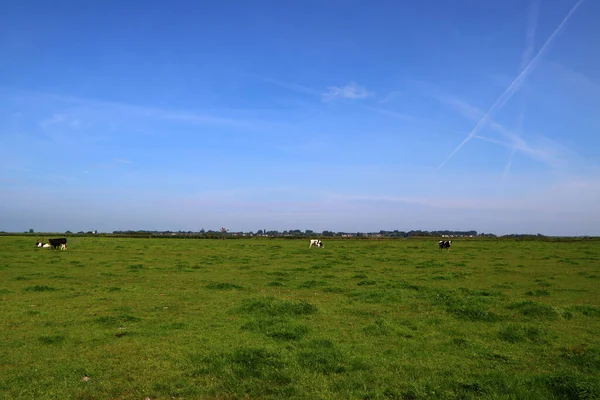 Vacas Pastam Num Campo Fundo Grama Verde Com Espaço Cópia — Fotografia de Stock