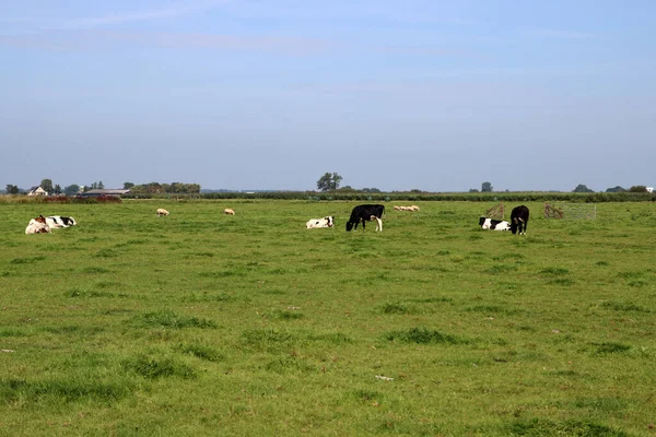 Las Vacas Pastan Campo Fondo Hierba Verde Con Espacio Copia — Foto de Stock