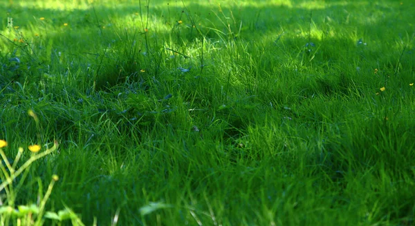 Zielona Trawa Soczysta Trawa Zamyka Zdjęcia Zielone Abstrakcyjne Tło Przestrzenią — Zdjęcie stockowe
