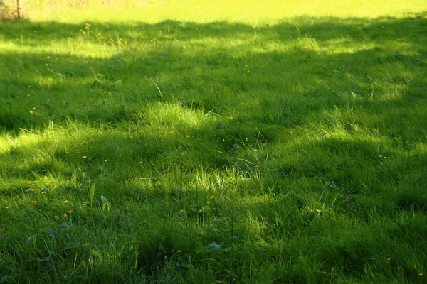 Green Grass Field Juicy Grass Close Photo Green Abstract Background — Stock Photo, Image