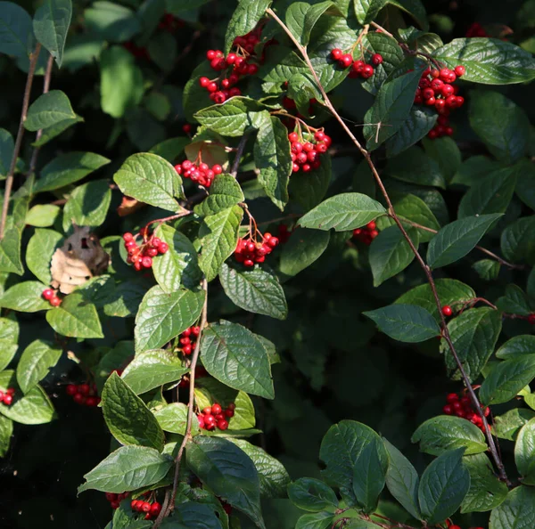 Wilde Vogelbeeren Auf Einem Busch Dunkelgrüne Blätter Rote Saftige Beeren — Stockfoto