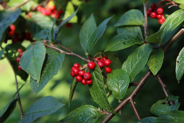 Divoké Bobule Keři Tmavě Zelené Listy Červené Šťavnaté Bobule Podzimní — Stock fotografie