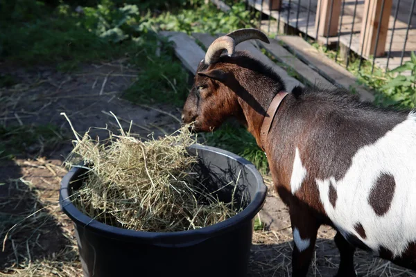 Cabra Marrón Blanca Comiendo Hierba Seca Foto Animales Domésticos Estilo —  Fotos de Stock