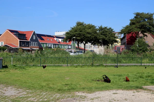 田舎の風景 緑の芝生 木造住宅 晴れた日の写真 オランダの村の風景 — ストック写真