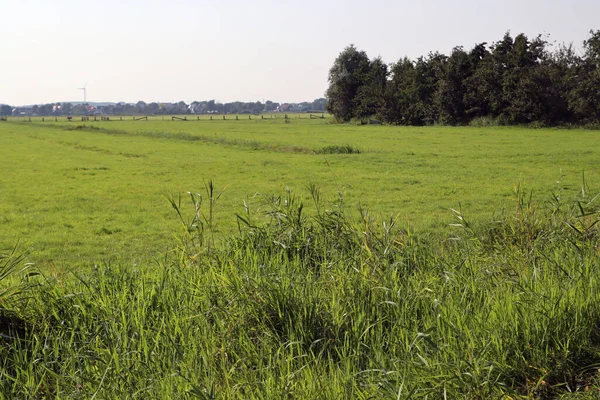 Foto Campo Agrícola Com Espaço Cópia Céu Azul Relva Verde — Fotografia de Stock