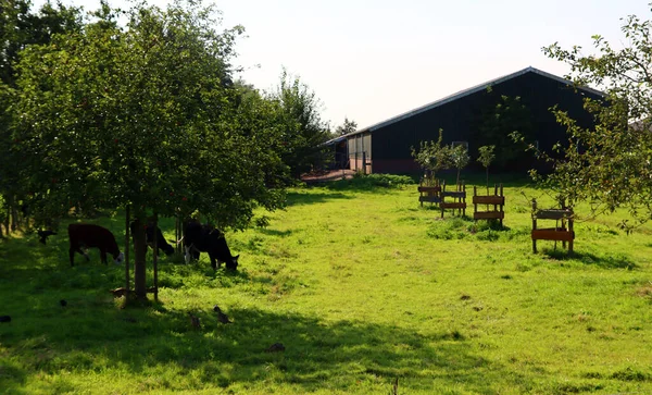 Paisajes Campo Césped Verde Casas Madera Árboles Foto Del Día — Foto de Stock