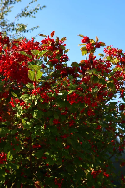 Çalılıkta Kırmızı Böğürtlen Mavi Gökyüzü Arkaplanı Sonbaharın Canlı Renkleri — Stok fotoğraf