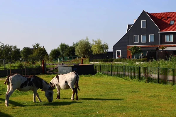 Casa Campo Holandesa Relvado Verde Dois Cavalos Céu Azul Paisagem — Fotografia de Stock