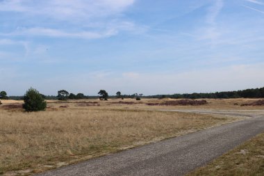Altın kum tepeciği, bulutlu mavi gökyüzü. Hollanda 'nın Hoge Veluwe Ulusal Parkı' ndaki kum tepeleri. Güzel manzara fotoğrafı.. 