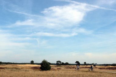 Altın kum tepeciği, bulutlu mavi gökyüzü. Hollanda 'nın Hoge Veluwe Ulusal Parkı' ndaki kum tepeleri. Güzel manzara fotoğrafı.. 