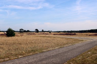 Altın kum tepeciği, bulutlu mavi gökyüzü. Hollanda 'nın Hoge Veluwe Ulusal Parkı' ndaki kum tepeleri. Güzel manzara fotoğrafı.. 