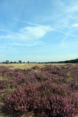 Güzel mor fundalık çalıları. Hollanda Ulusal Parkı 'nda çiçek açan fundalık tarlası. Çiçeklerden oluşan güzel mor bir halı, kuru otlar, bulutlu dramatik bir gökyüzü. Hollanda 'dan Flora