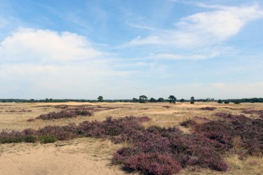 Güzel mor fundalık çalıları. Hollanda Ulusal Parkı 'nda çiçek açan fundalık tarlası. Çiçeklerden oluşan güzel mor bir halı, kuru otlar, bulutlu dramatik bir gökyüzü. Hollanda 'dan Flora
