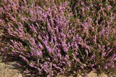 Güzel mor fundalık çalıları. Hollanda Ulusal Parkı 'nda çiçek açan fundalık tarlası. Çiçeklerden oluşan güzel mor bir halı, kuru otlar, bulutlu dramatik bir gökyüzü. Hollanda 'dan Flora