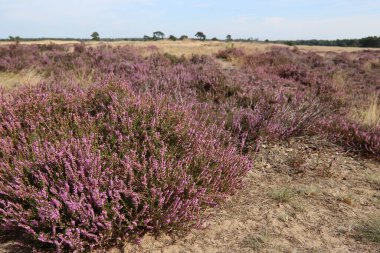Hollanda manzara fotoğrafı. Mor kenevir çiçekleri, kuru sarı çimenler, bulutlu gökyüzü. 