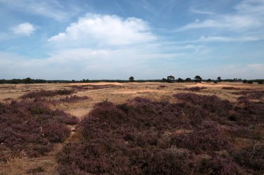 Güzel mor fundalık çalıları. Hollanda Ulusal Parkı 'nda çiçek açan fundalık tarlası. Çiçeklerden oluşan güzel mor bir halı, kuru otlar, bulutlu dramatik bir gökyüzü. Hollanda 'dan Flora