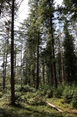 Ormandaki ağaçlar. Güneşli bir sonbahar fotoğrafı. Ormana giden yol. Avrupa 'nın Doğası. 