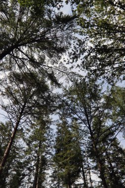 Ormandaki ağaçlar. Güneşli bir sonbahar fotoğrafı. Ormana giden yol. Avrupa 'nın Doğası. 